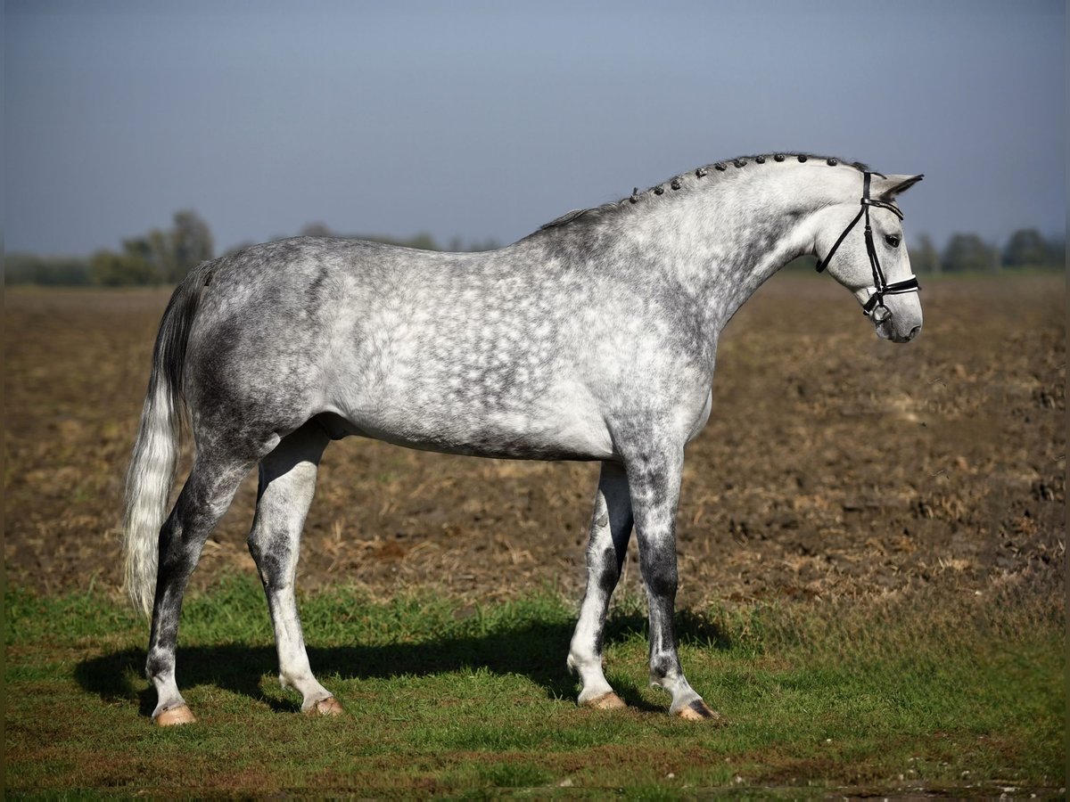 German Sport Horse Gelding 7 years 16,1 hh Gray in Cegléd