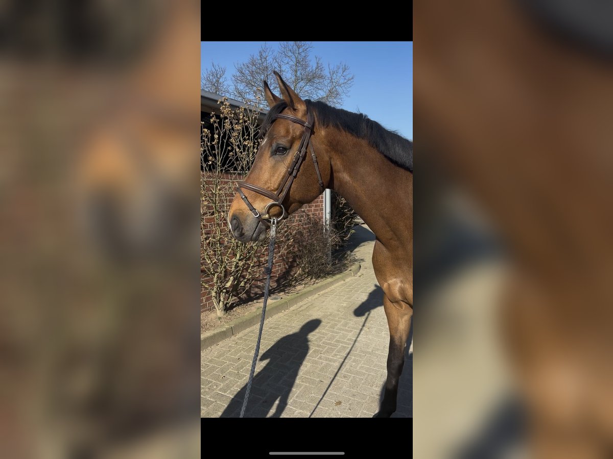 German Sport Horse Gelding 7 years 16,2 hh Brown in Nettetal