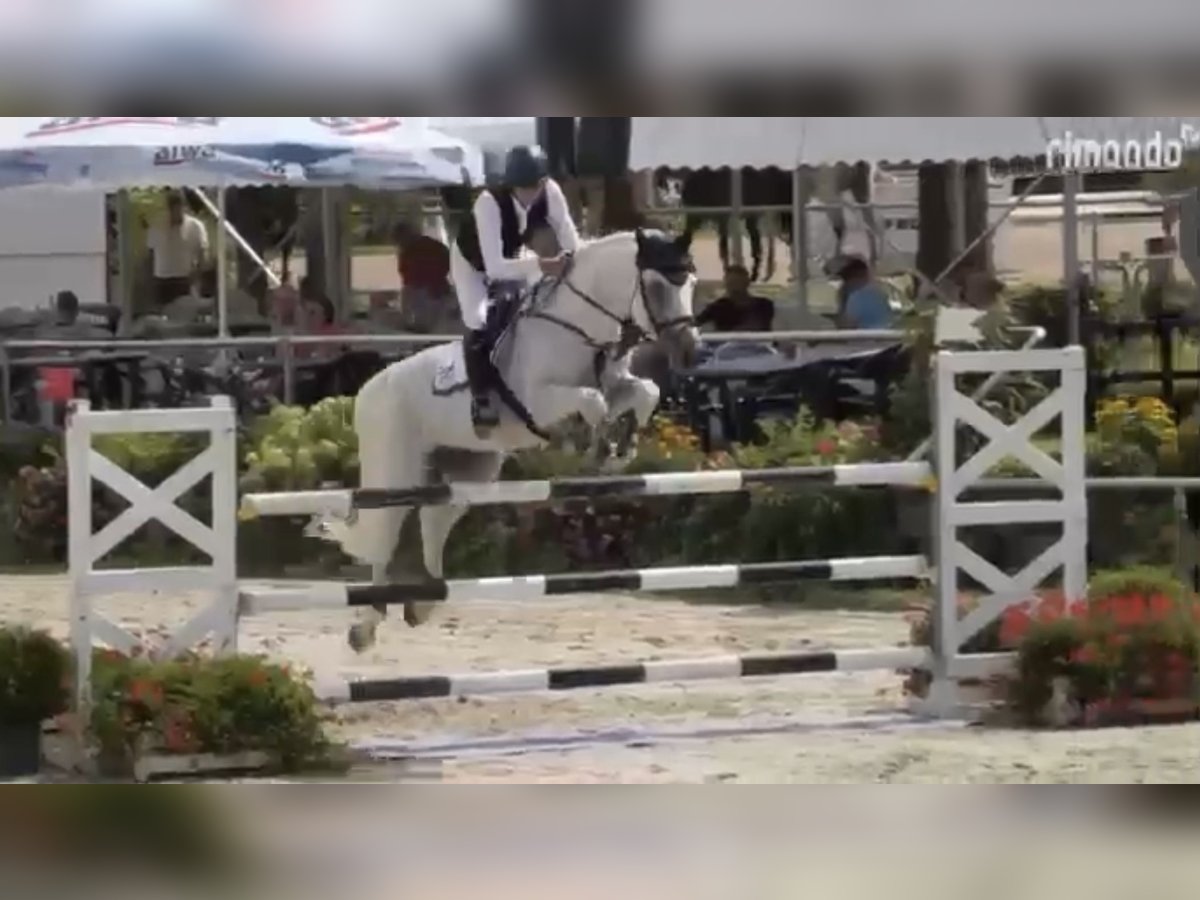 German Sport Horse Gelding 7 years 16,2 hh Gray in Üllő