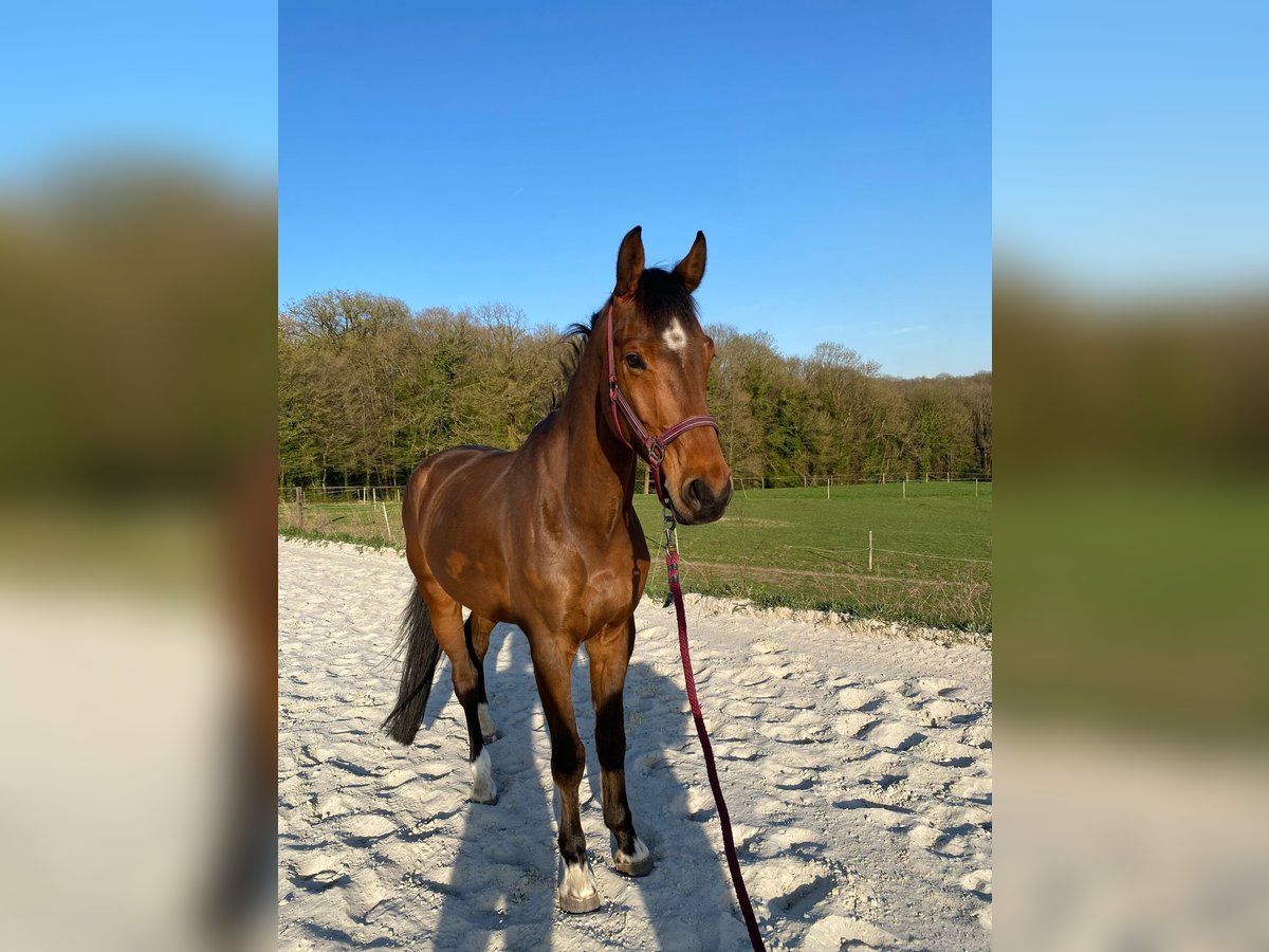 German Sport Horse Gelding 7 years 16,3 hh Brown in Sambreville