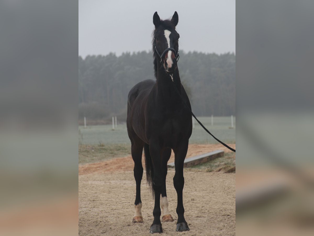 German Sport Horse Gelding 7 years 16,3 hh Brown in Wilhermsdorf