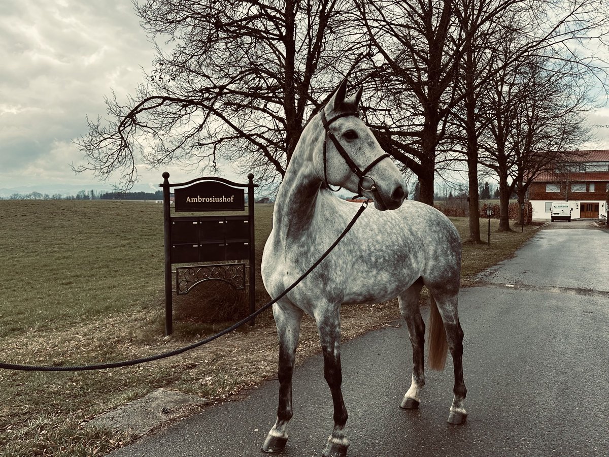 German Sport Horse Gelding 7 years 16,3 hh Gray in Haldenwang