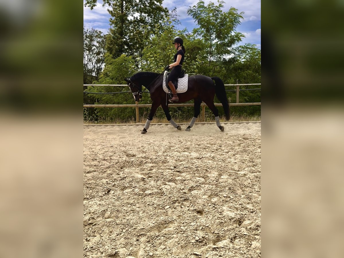 German Sport Horse Gelding 7 years 16 hh Black in Thaleischweiler-Fr&#xF6;schen