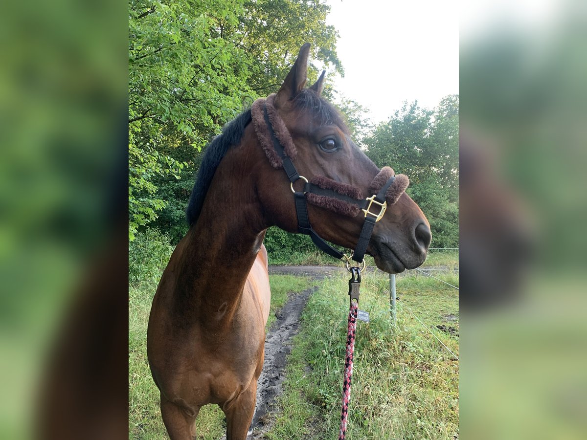 German Sport Horse Gelding 7 years 16 hh Brown in Falkensee