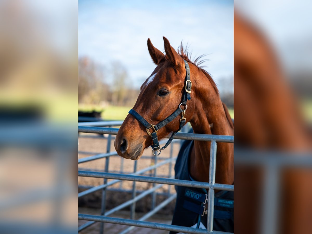 German Sport Horse Gelding 7 years 16 hh Chestnut-Red in Finsing