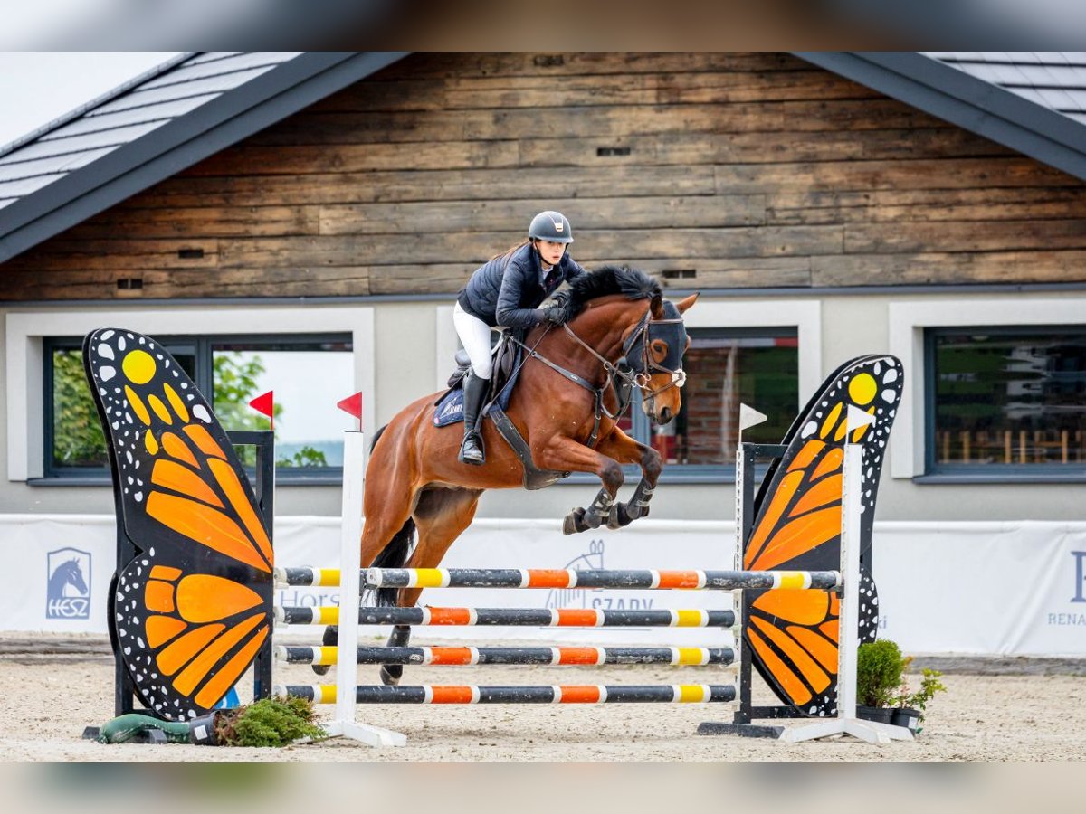 German Sport Horse Gelding 7 years 16,1 hh Bay in Micha&#x142;owice