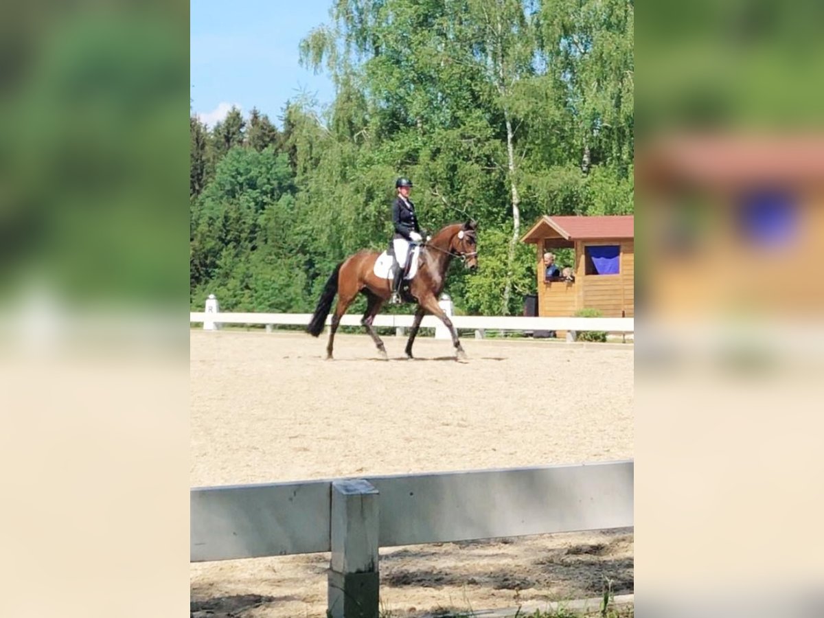 German Sport Horse Gelding 7 years 16,1 hh Brown in Tutzing