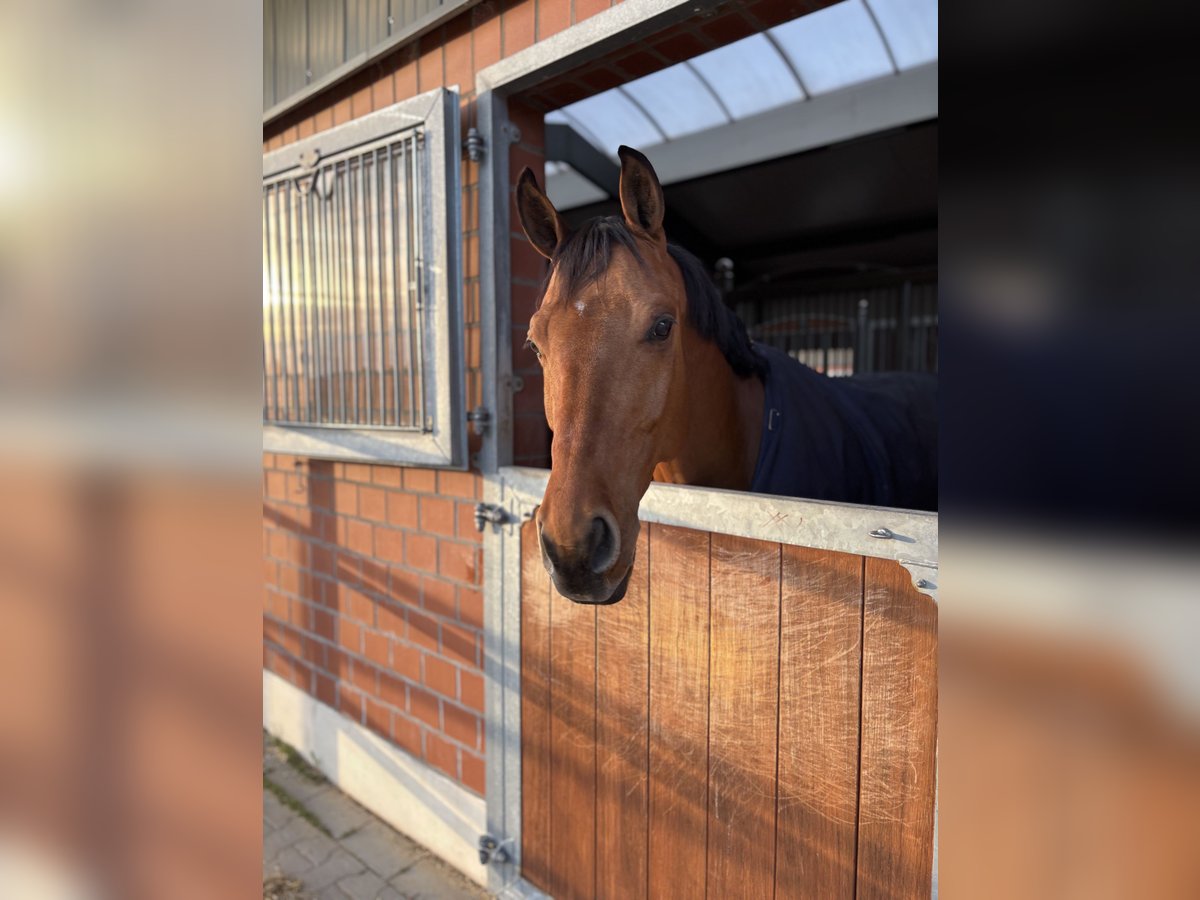 German Sport Horse Gelding 7 years 16,1 hh Brown in Durmersheim