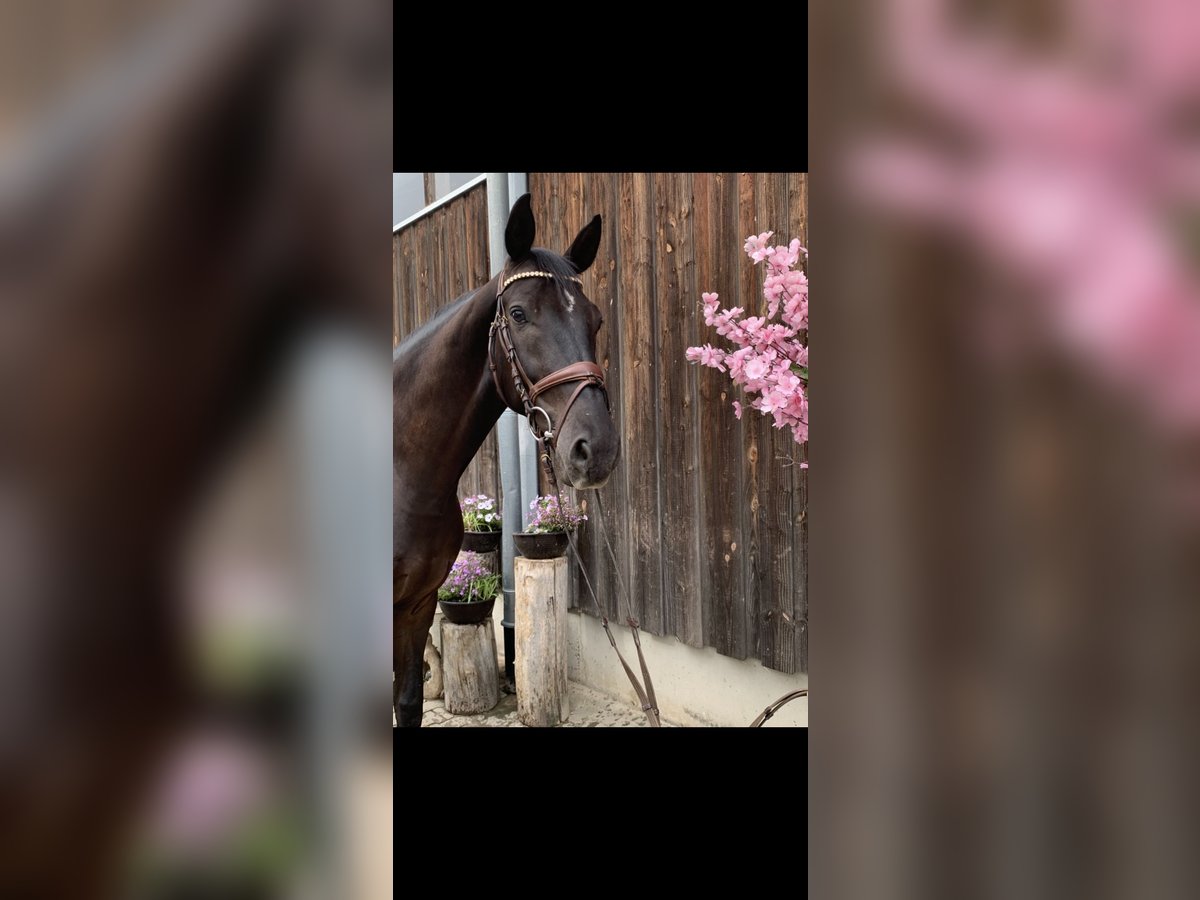 German Sport Horse Gelding 7 years 16,1 hh in Leisnig