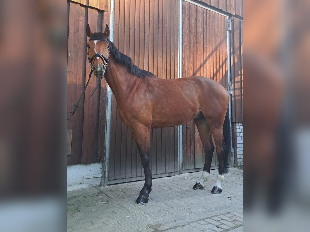 German Sport Horse Gelding 7 years 16,2 hh Brown in Cottbus