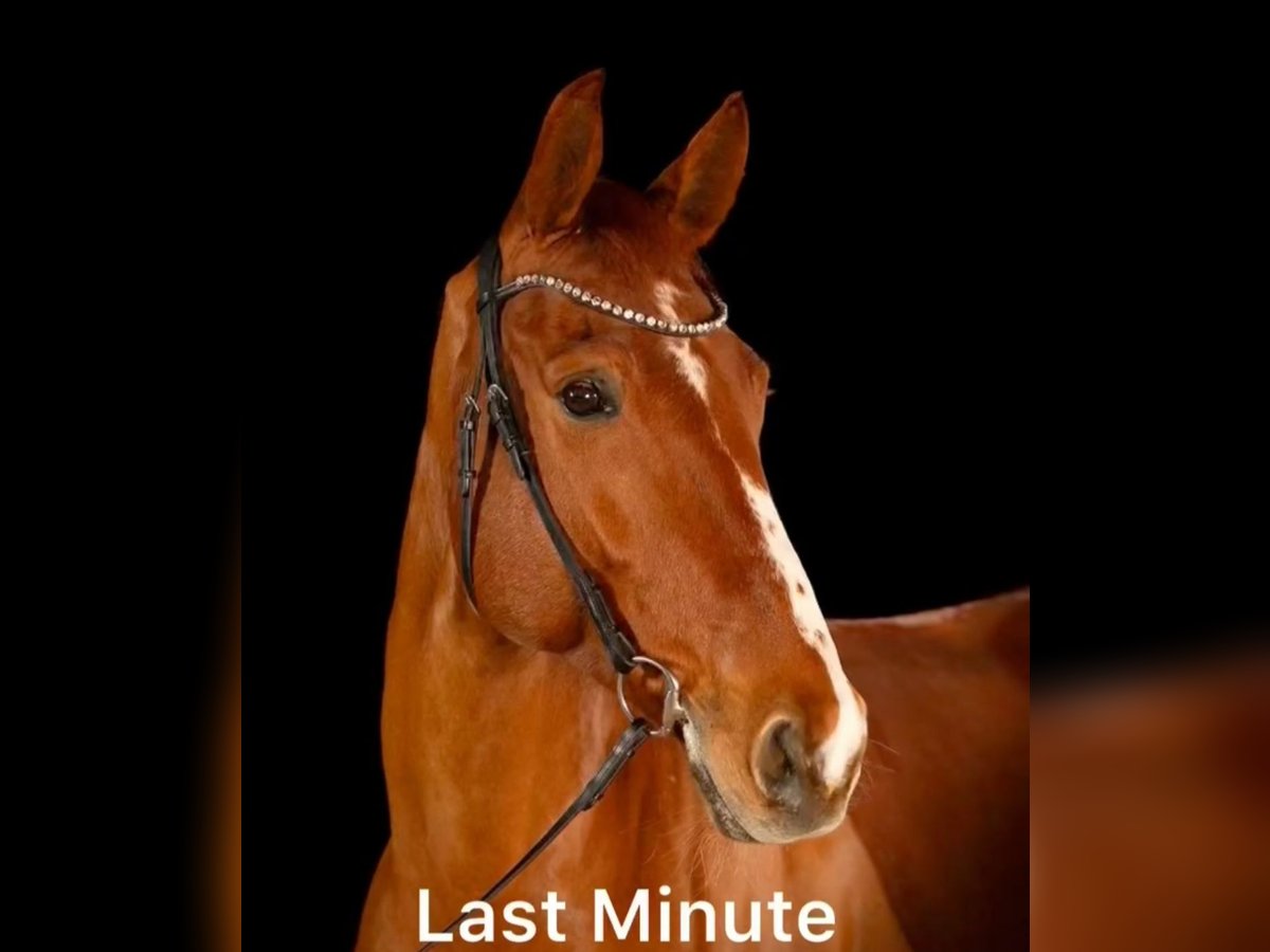 German Sport Horse Gelding 7 years 16,2 hh Chestnut-Red in Palling