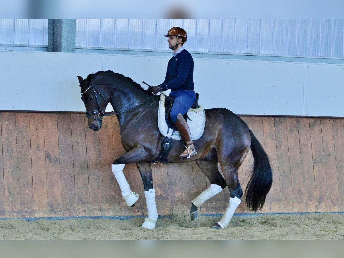 German Sport Horse Gelding 7 years 17 hh Brown in Vechta