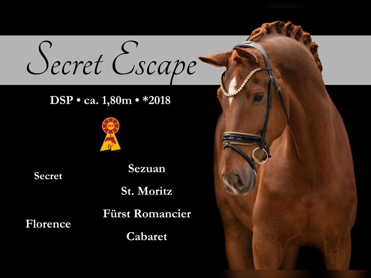 German Sport Horse Gelding 7 years 17,2 hh Chestnut-Red in Wehringen