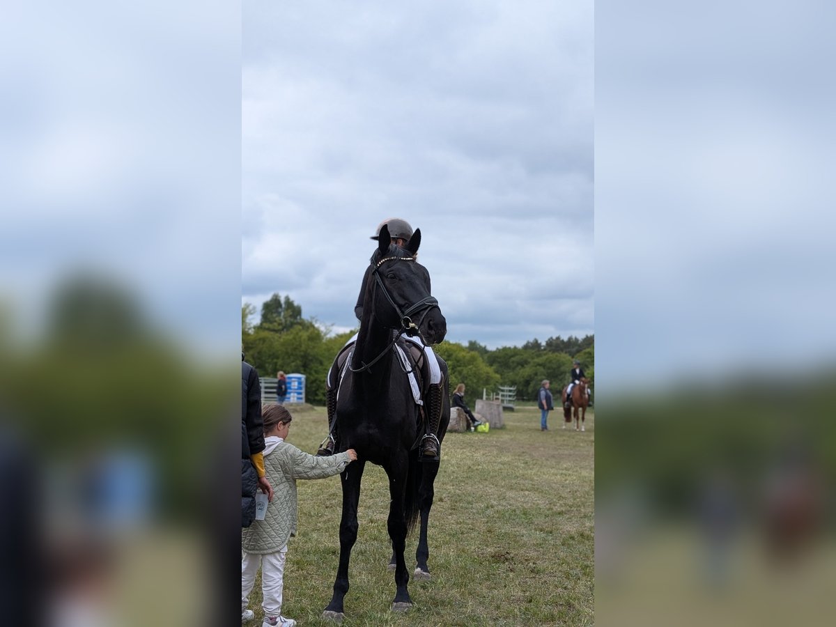 German Sport Horse Gelding 7 years 17,3 hh Black in Z&#xFC;lsdorf