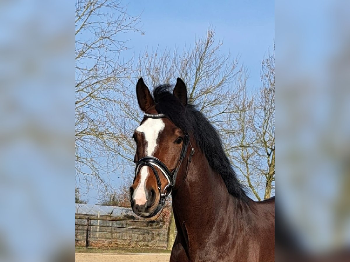 German Sport Horse Gelding 8 years 16,1 hh Brown in Hamburg