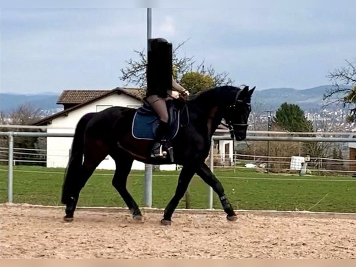 German Sport Horse Gelding 8 years 16 hh Smoky-Black in Ravensburg