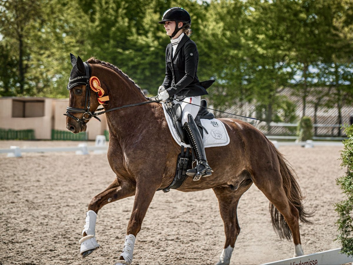 German Sport Horse Gelding 8 years 16,1 hh Chestnut in Mainburg