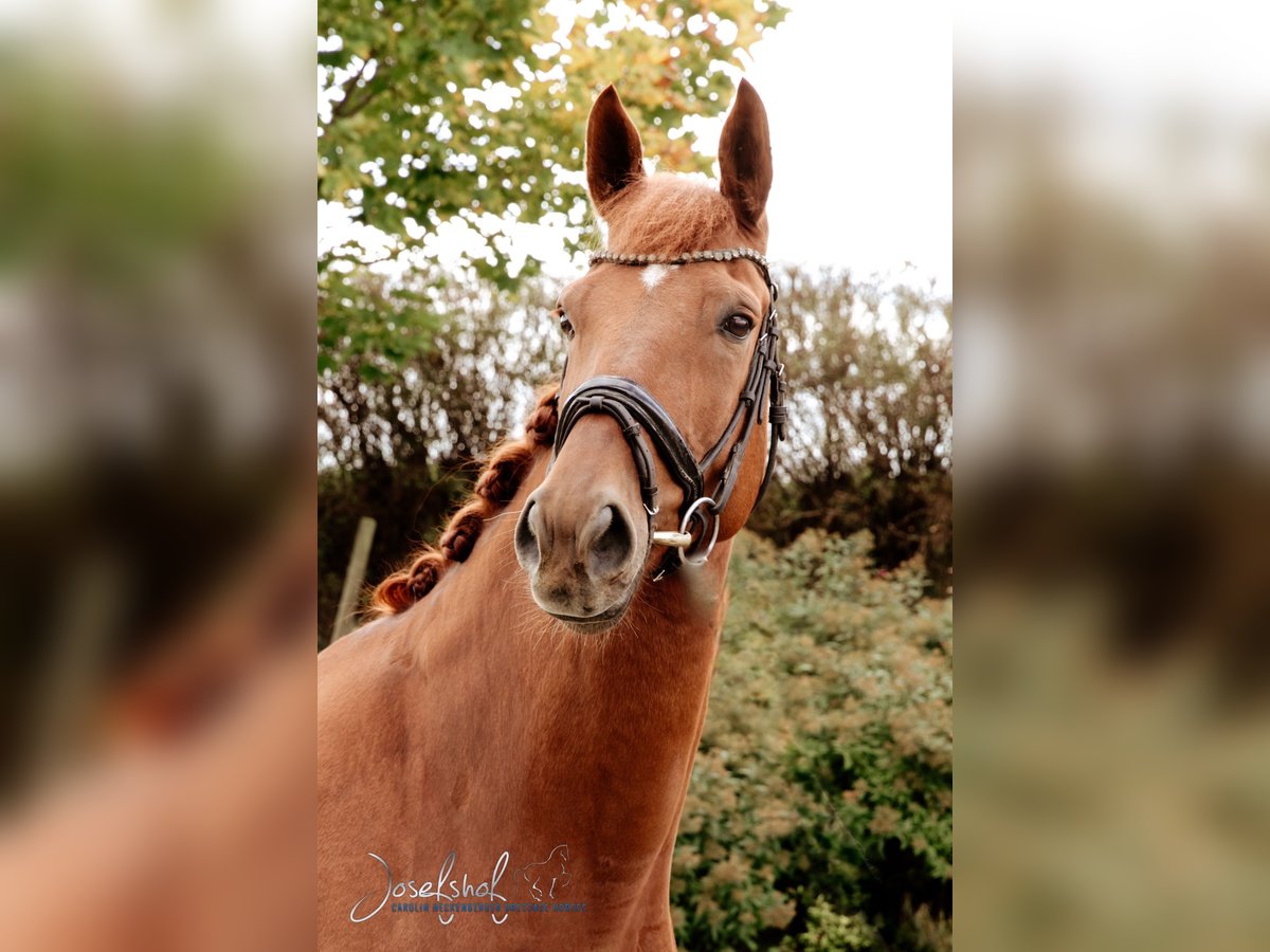 German Sport Horse Gelding 8 years 16,2 hh Chestnut-Red in Oberstadion