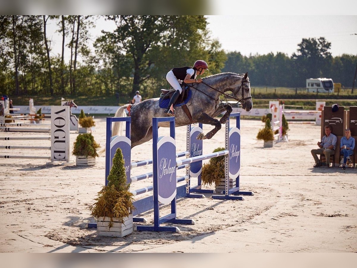 German Sport Horse Gelding 8 years 16,3 hh Gray in Robercin