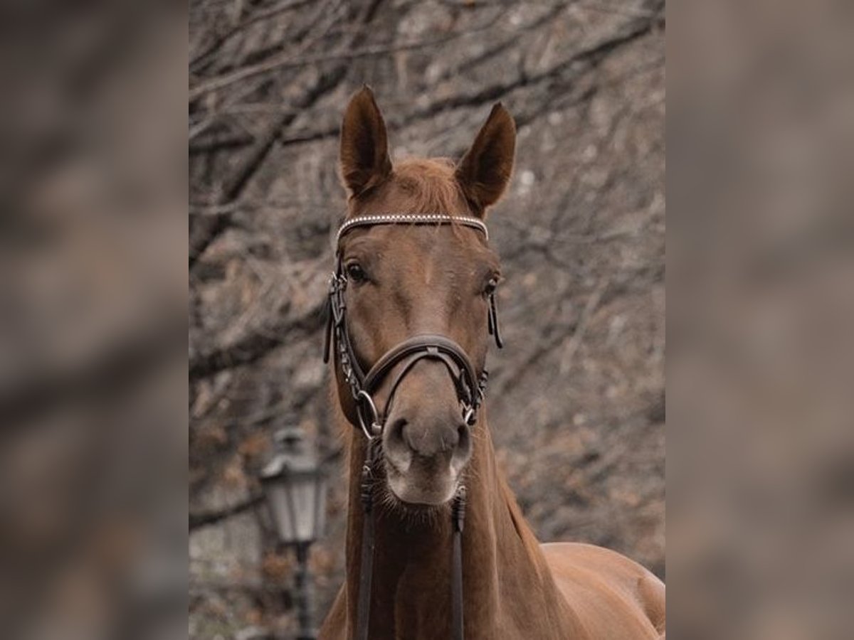 German Sport Horse Gelding 8 years 17,1 hh Chestnut-Red in Kehl