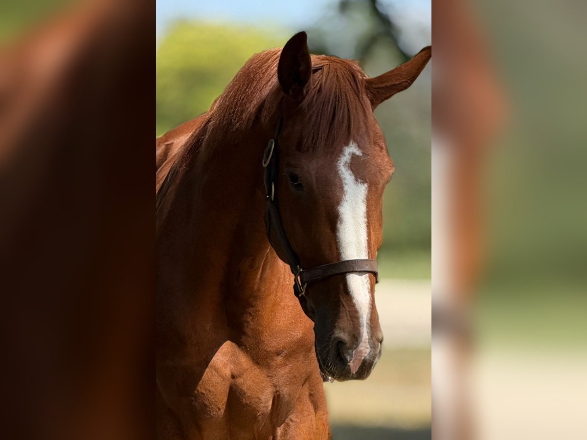 German Sport Horse Gelding 8 years 19,1 hh Chestnut-Red in &#xD6;cs&#xF6;d