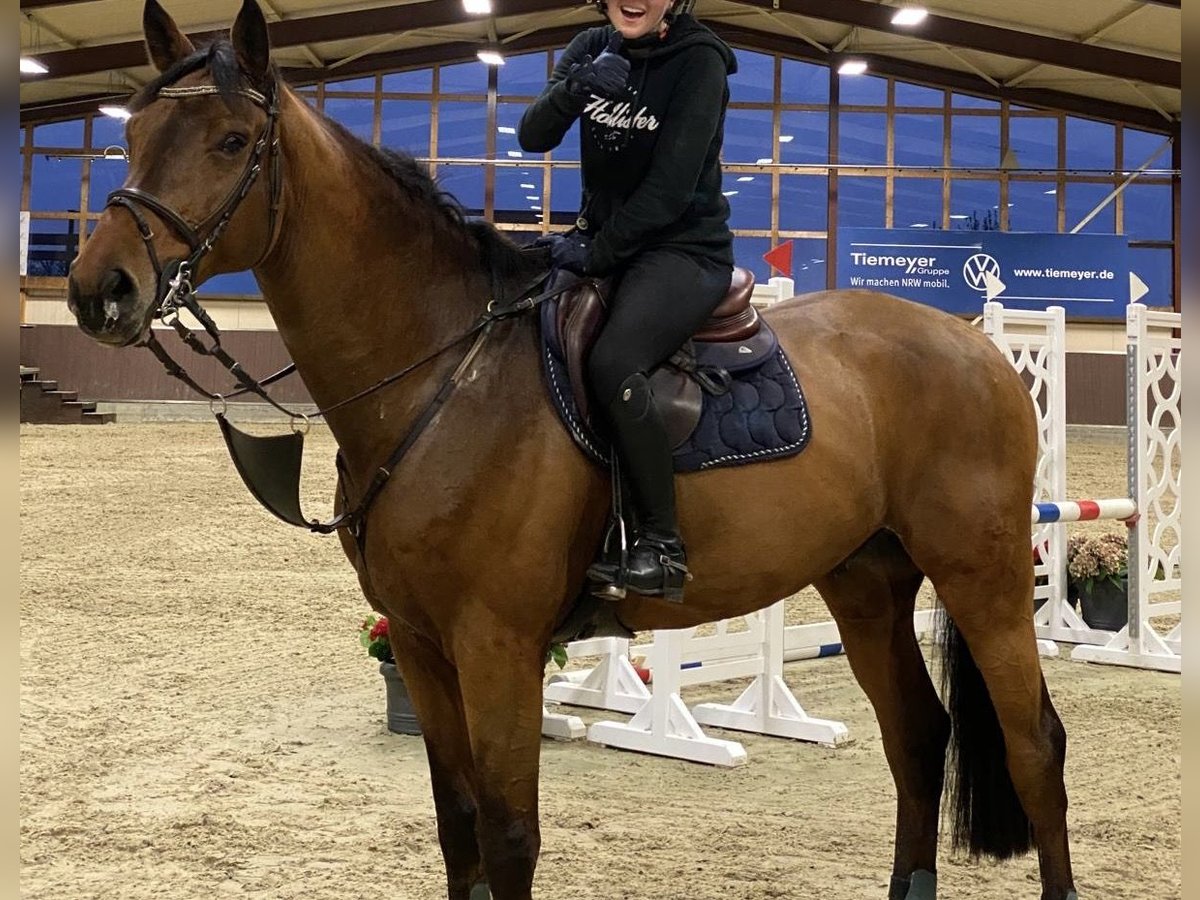 German Sport Horse Gelding 9 years 16,3 hh Brown in Uedem