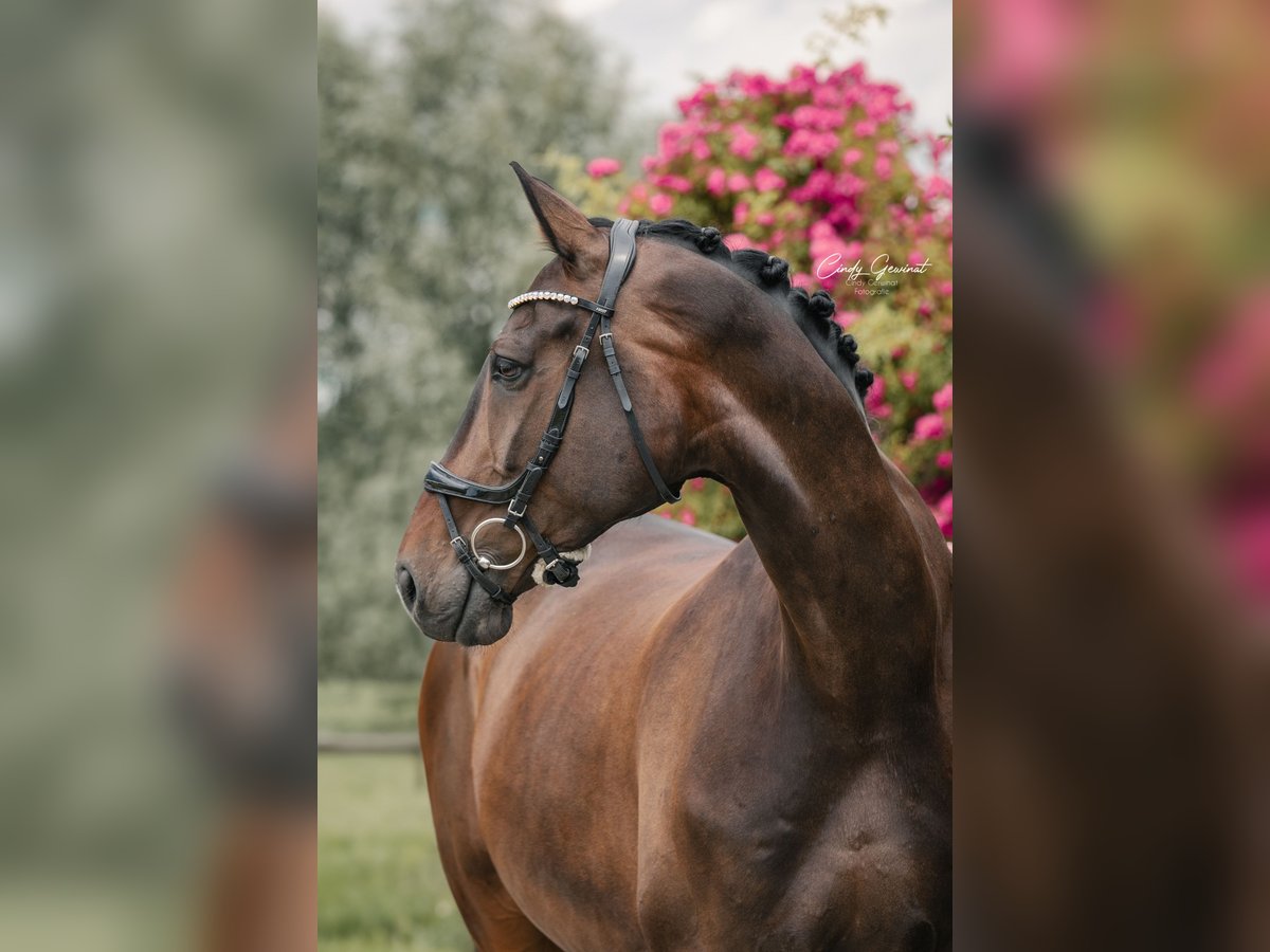 German Sport Horse Gelding 9 years 17,3 hh Brown in Radeberg