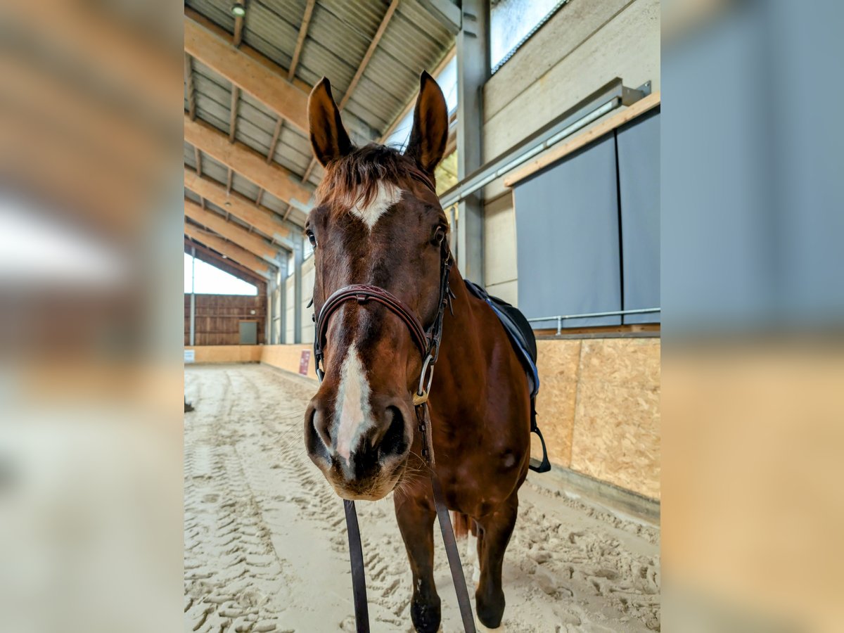 German Sport Horse Gelding 9 years 17 hh Chestnut in Luxembourg