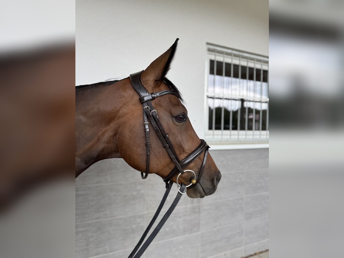 German Sport Horse Mare 10 years 15,2 hh Bay-Dark in Winnenden