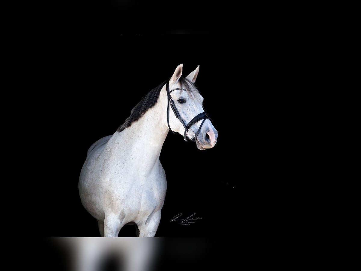 German Sport Horse Mare 10 years 15,2 hh Grey in Klotzsche