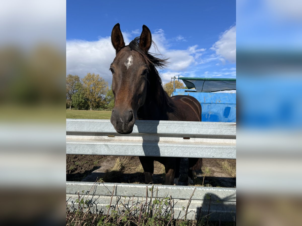 German Sport Horse Mare 10 years 16 hh Bay-Dark in Warza