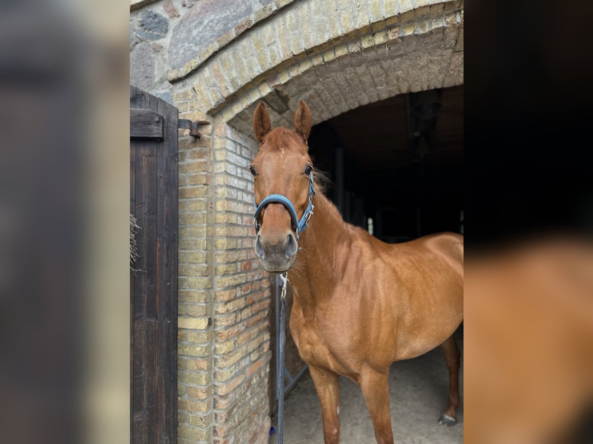 German Sport Horse Mare 10 years 16 hh Chestnut-Red in G&#xFC;tzkow
