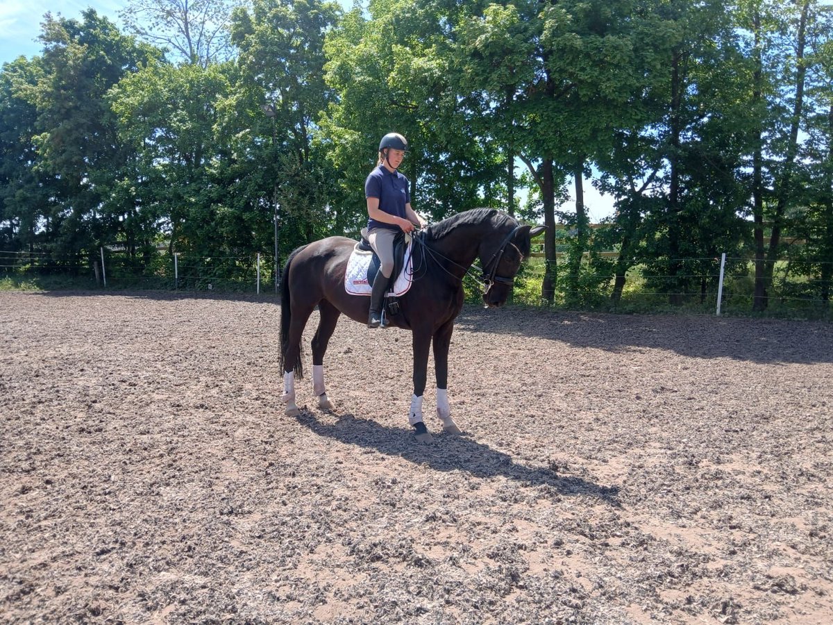 German Sport Horse Mare 10 years 16,2 hh Black in Allersberg