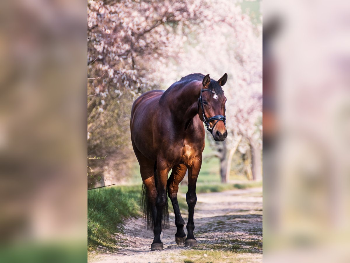 German Sport Horse Mare 10 years 16,2 hh Brown in ErfurtErfurt