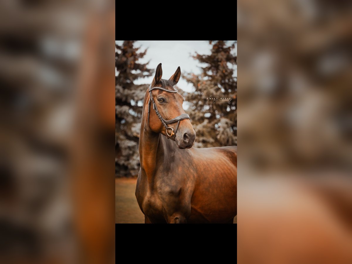 German Sport Horse Mare 10 years 17,2 hh Brown in BlumbergPassow