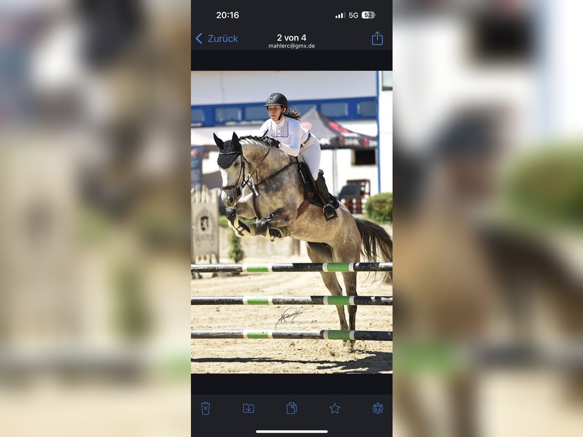 German Sport Horse Mare 10 years 17 hh Grey-Dark-Tan in Nieder-Olm