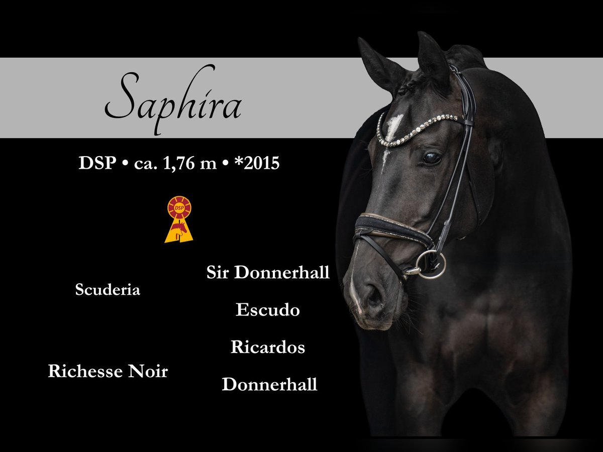 German Sport Horse Mare 10 years 17,1 hh Black in Wehringen