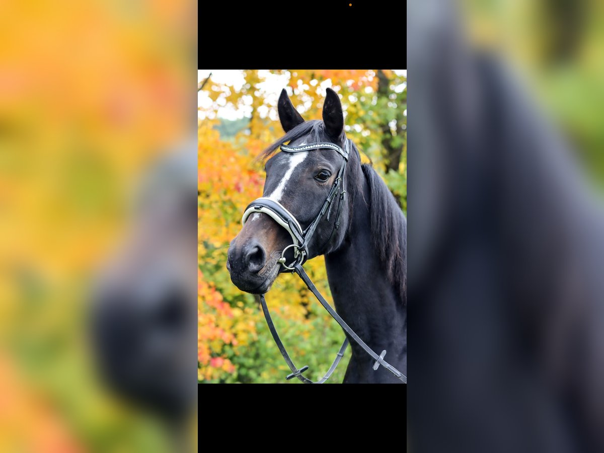 German Sport Horse Mare 10 years Black in Halsbr&#xFC;cke