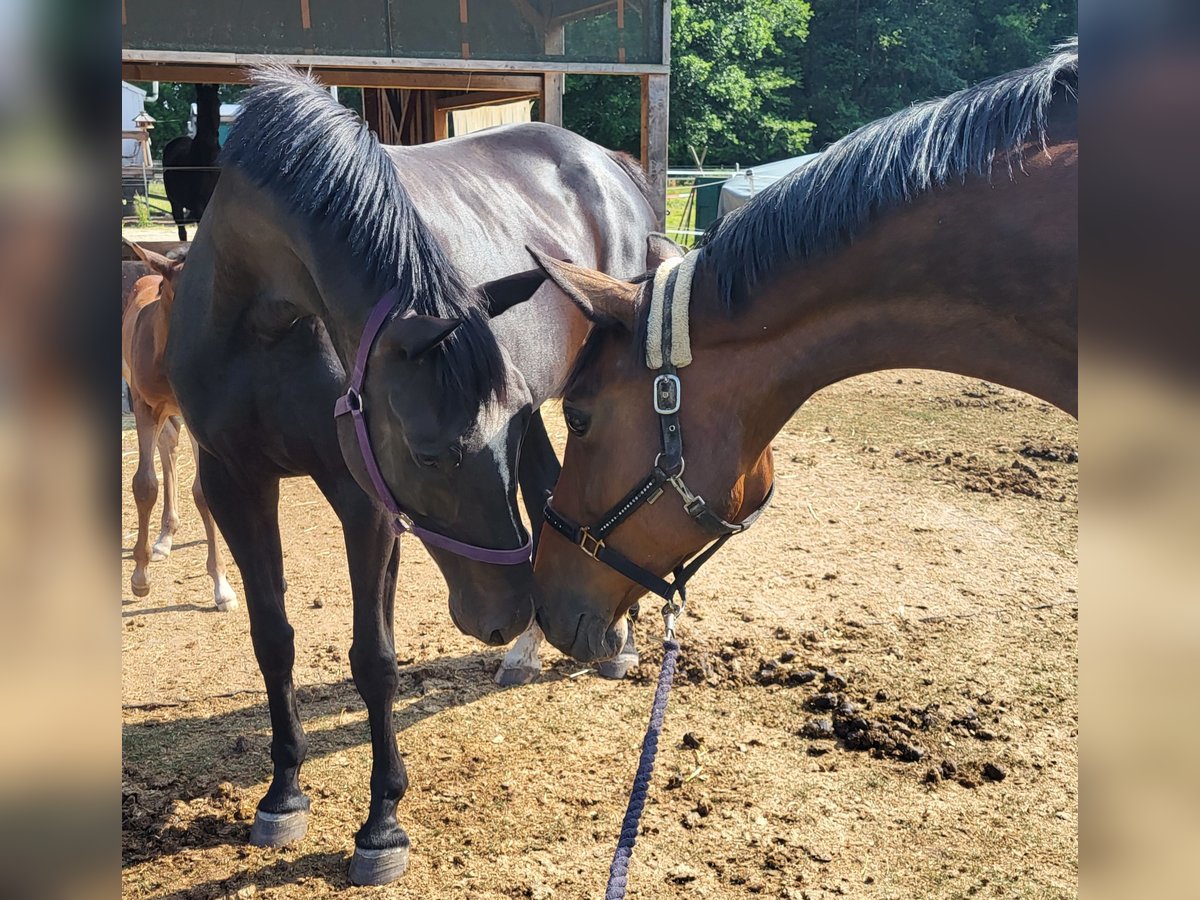 German Sport Horse Mare 11 years 16,1 hh Bay-Dark in Lohsa