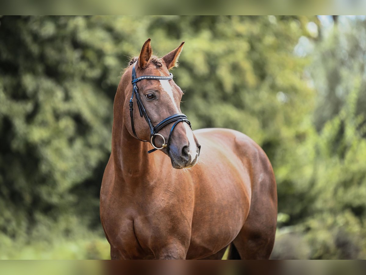 German Sport Horse Mare 11 years 16,3 hh Chestnut in Riedstadt