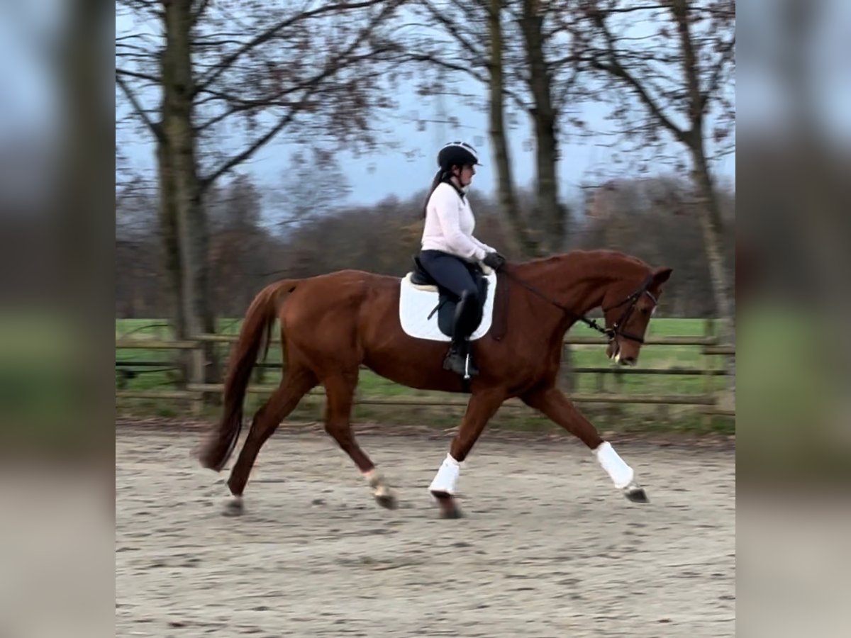 German Sport Horse Mare 11 years 17 hh Chestnut-Red in Korschenbroich