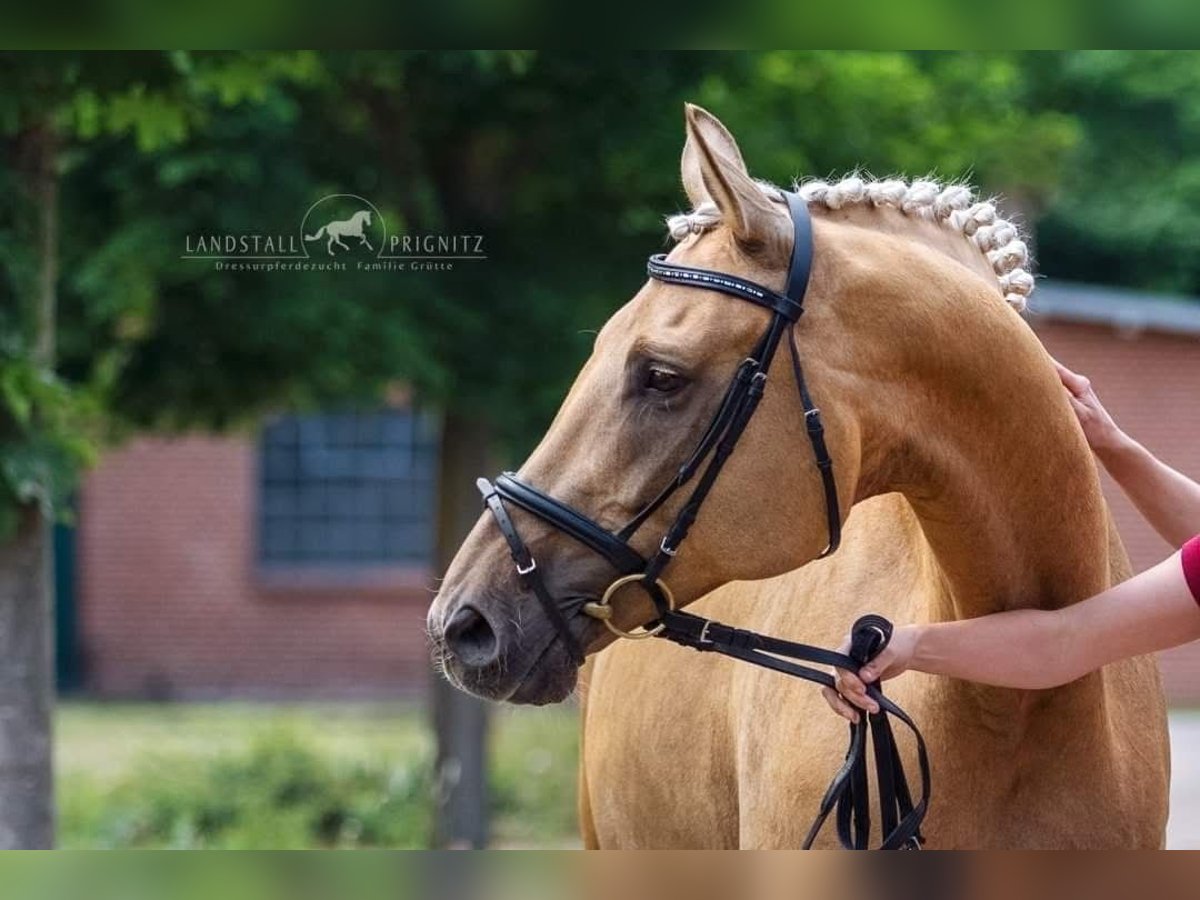 German Sport Horse Mare 11 years 17 hh Palomino in LindenbergPritzwalk