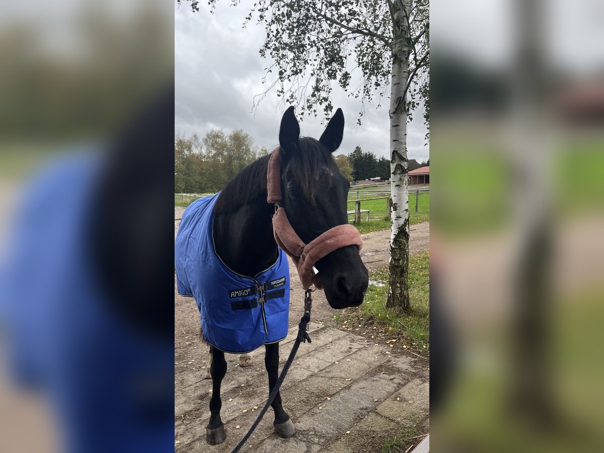 German Sport Horse Mare 12 years 15,2 hh Black in Schwerin