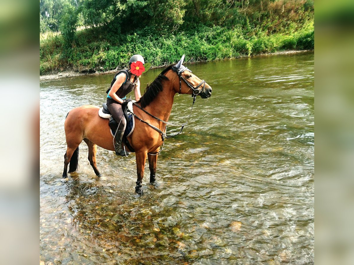 German Sport Horse Mare 12 years 15,2 hh Brown in Naumburg