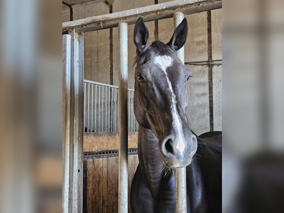 German Sport Horse Mare 12 years 16,1 hh Black in Zeulenroda-Triebes