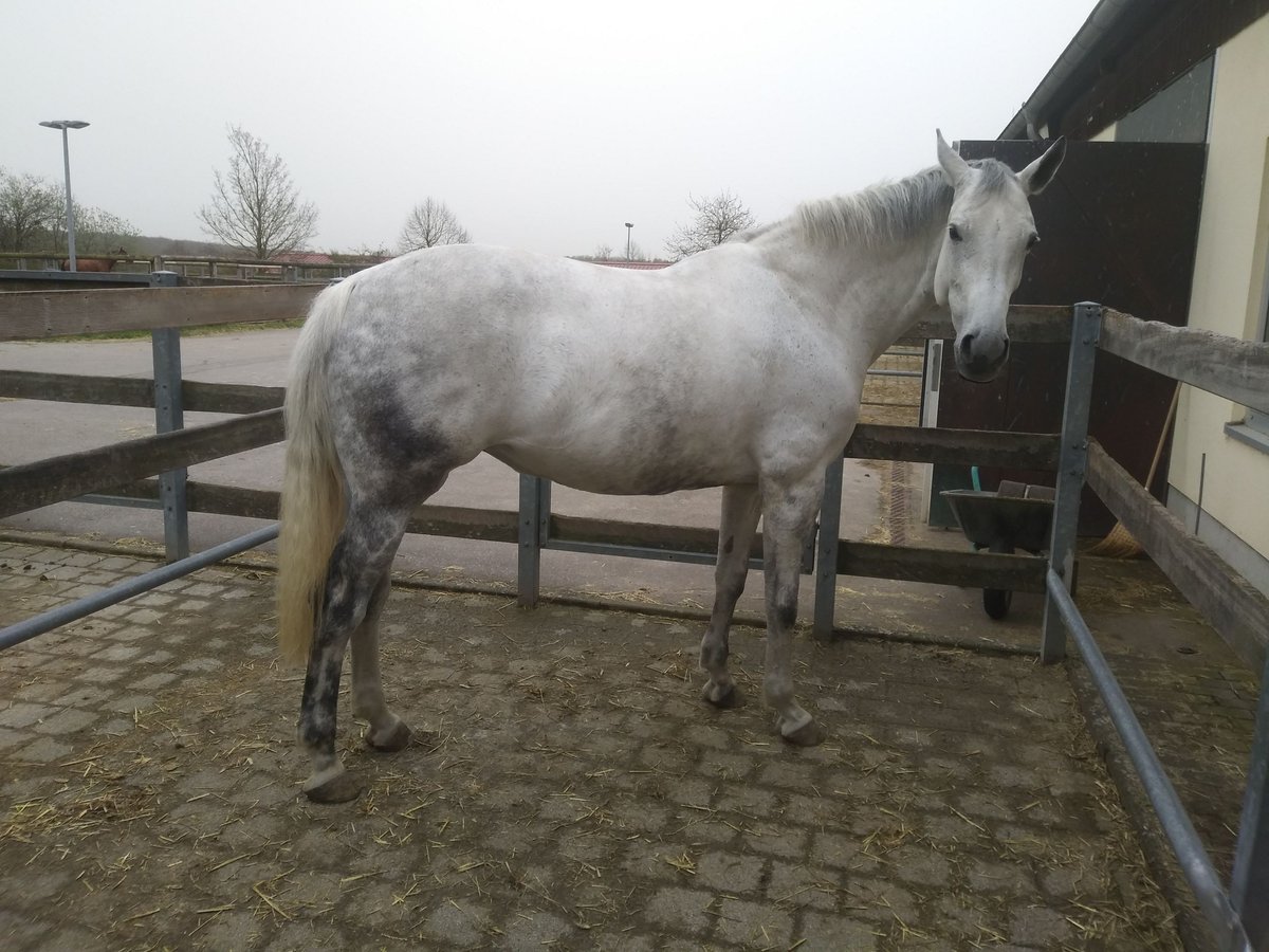 German Sport Horse Mare 12 years 16,1 hh Gray in Arnstein