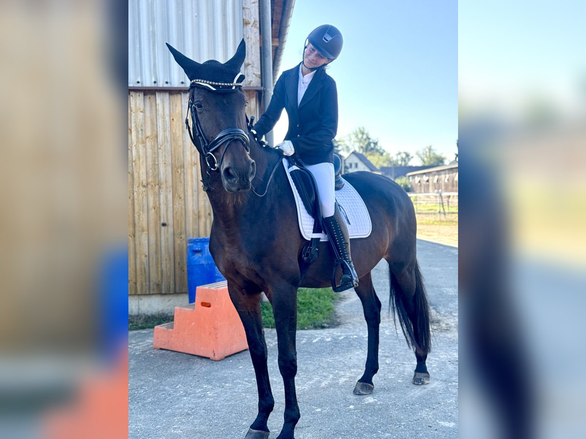 German Sport Horse Mare 12 years 17 hh Brown in Leipzig