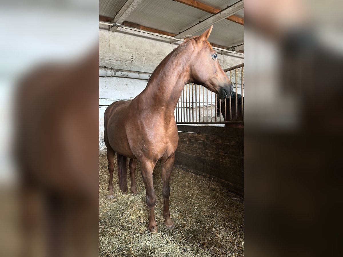 German Sport Horse Mare 13 years 15,1 hh Chestnut in Gotha