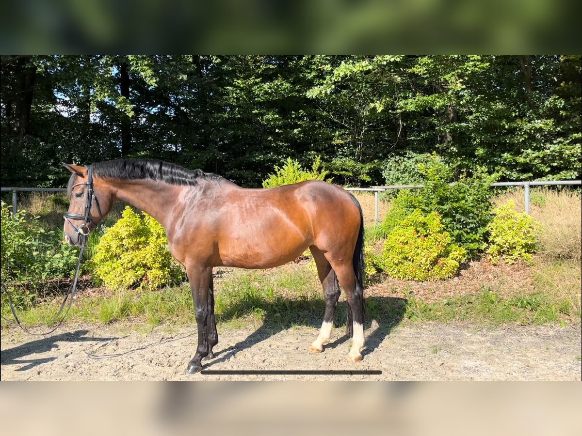 German Sport Horse Mare 13 years 16 hh Brown in Meinerzhagen