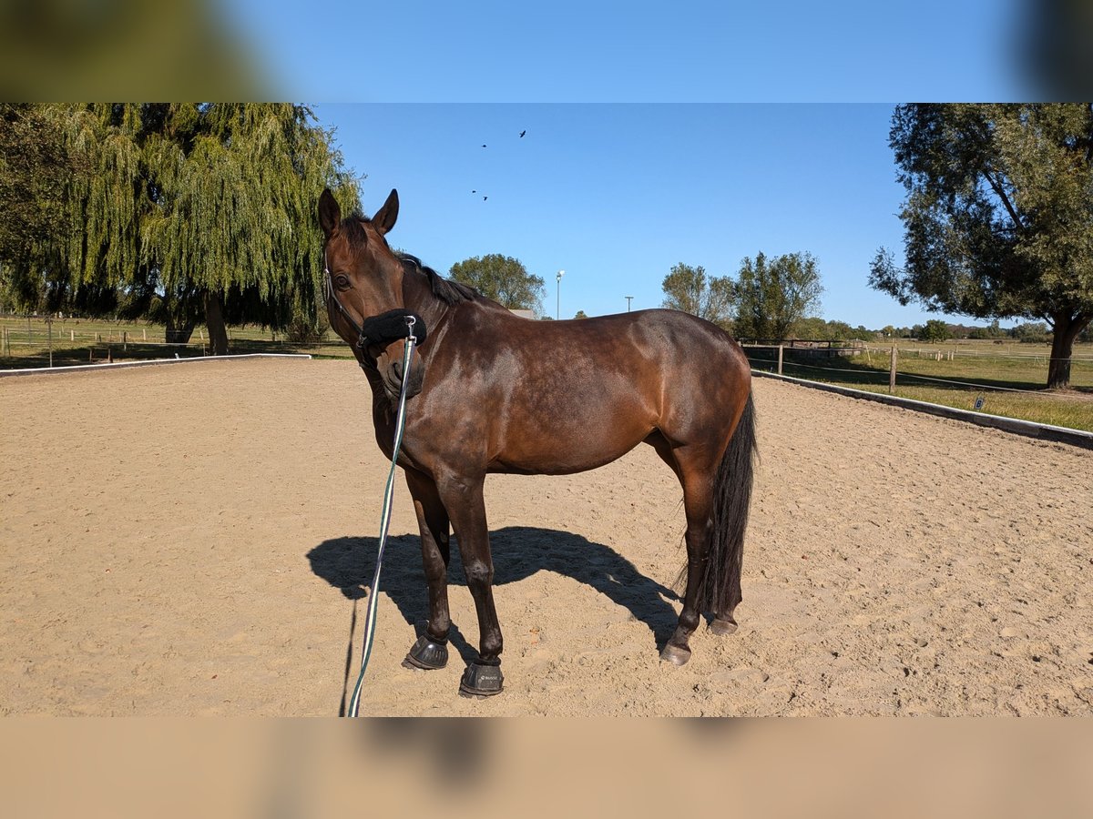German Sport Horse Mare 13 years 16,2 hh Brown in Oberkr&#xE4;mer